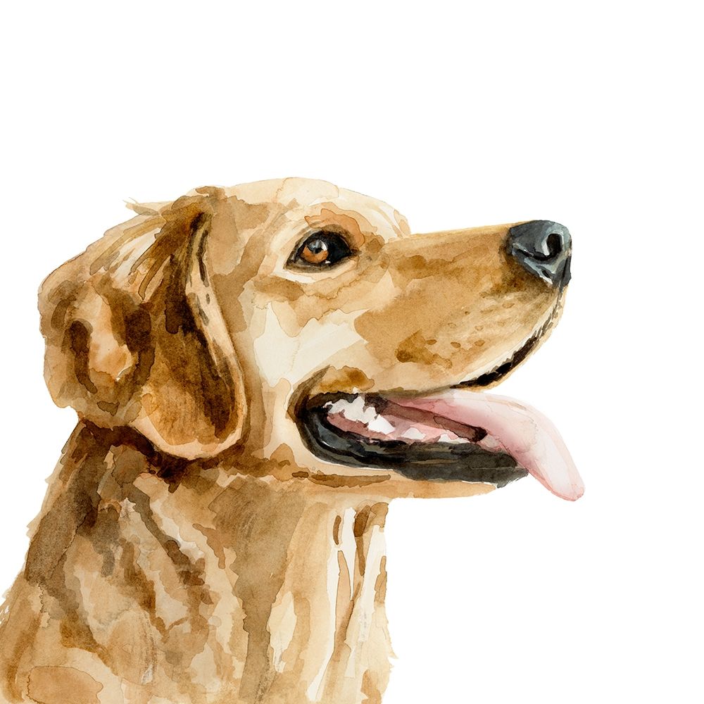 Wall Art Painting id:340490, Name: Pet Profile II, Artist: Barnes, Victoria