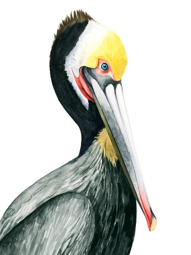 Wall Art Painting id:341116, Name: Watercolor Pelican I, Artist: Popp, Grace