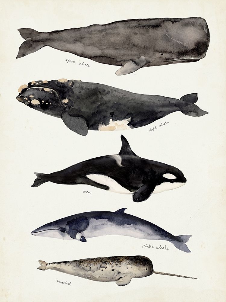 Wall Art Painting id:369059, Name: Whale Chart I, Artist: Barnes, Victoria