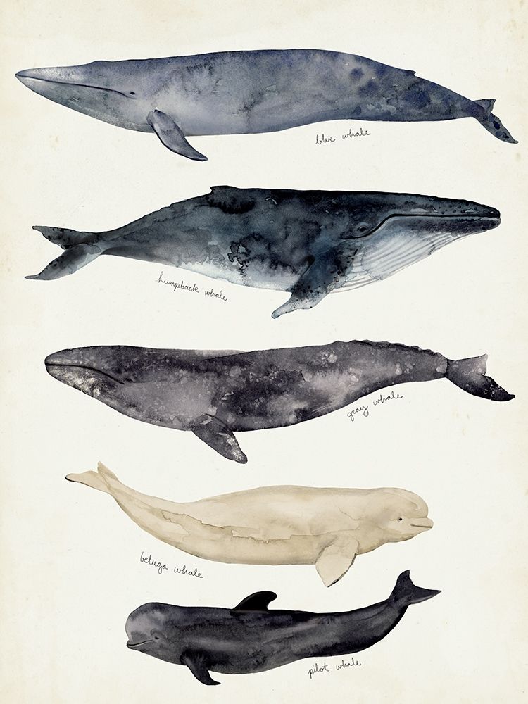 Wall Art Painting id:369060, Name: Whale Chart II, Artist: Barnes, Victoria