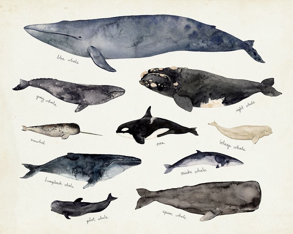 Wall Art Painting id:369061, Name: Whale Chart III, Artist: Barnes, Victoria