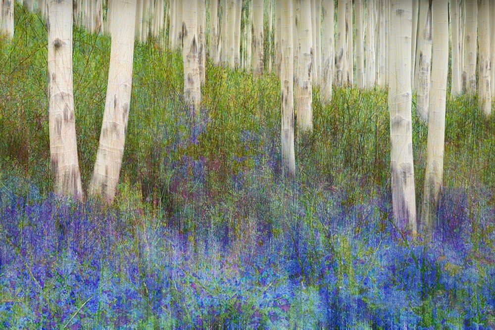 Wall Art Painting id:369342, Name: Aspen Forest Floor, Artist: Vest, Chris