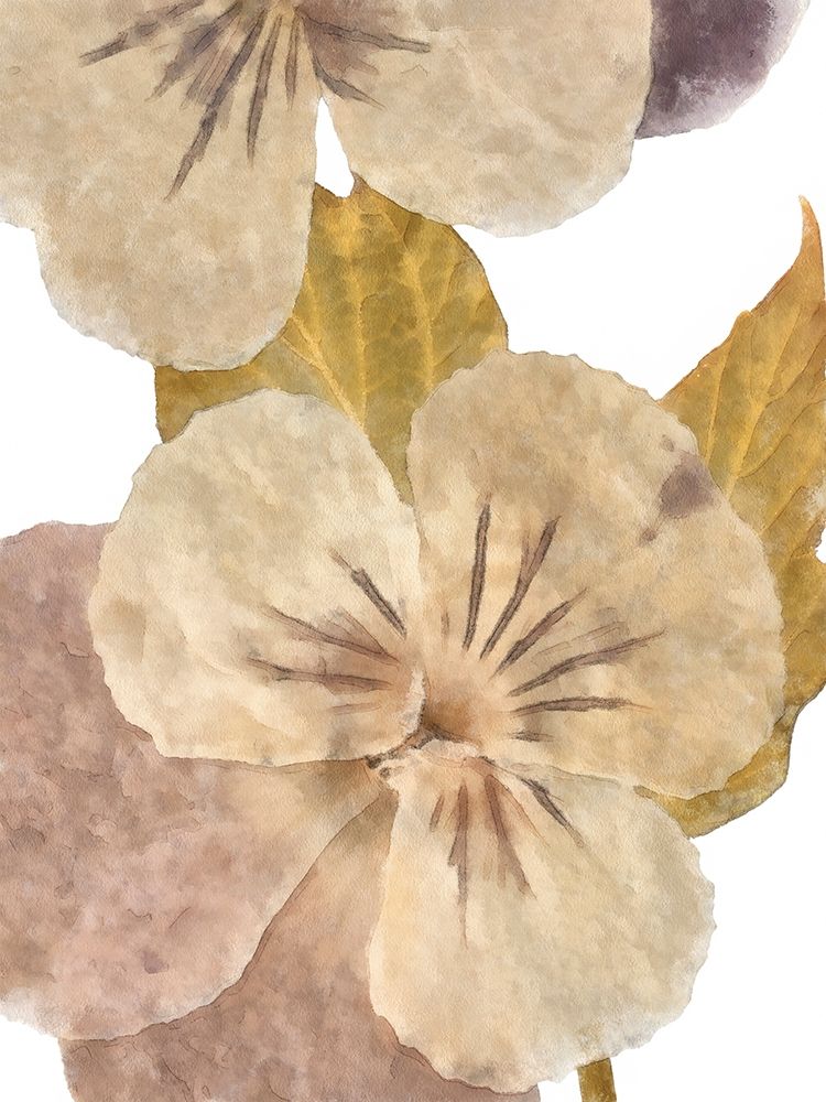 Wall Art Painting id:418119, Name: Neutral Pansy II, Artist: Saunders, Alonzo