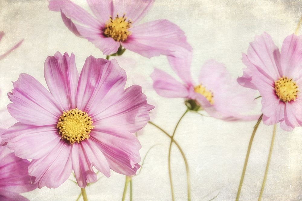Wall Art Painting id:419310, Name: Pink Cosmos I, Artist: Poinski, Dianne