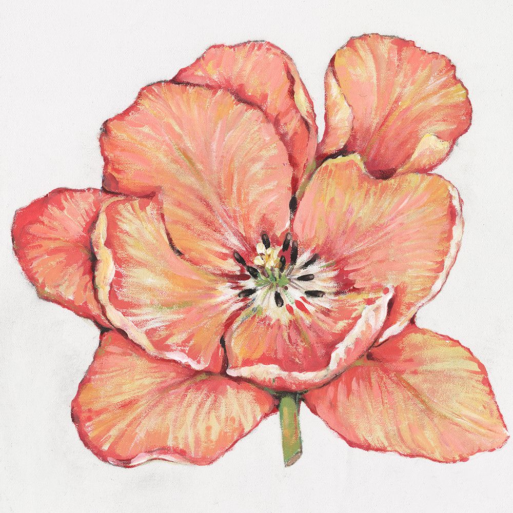 Wall Art Painting id:444320, Name: Spring Tulip Bloom I, Artist: OToole, Tim