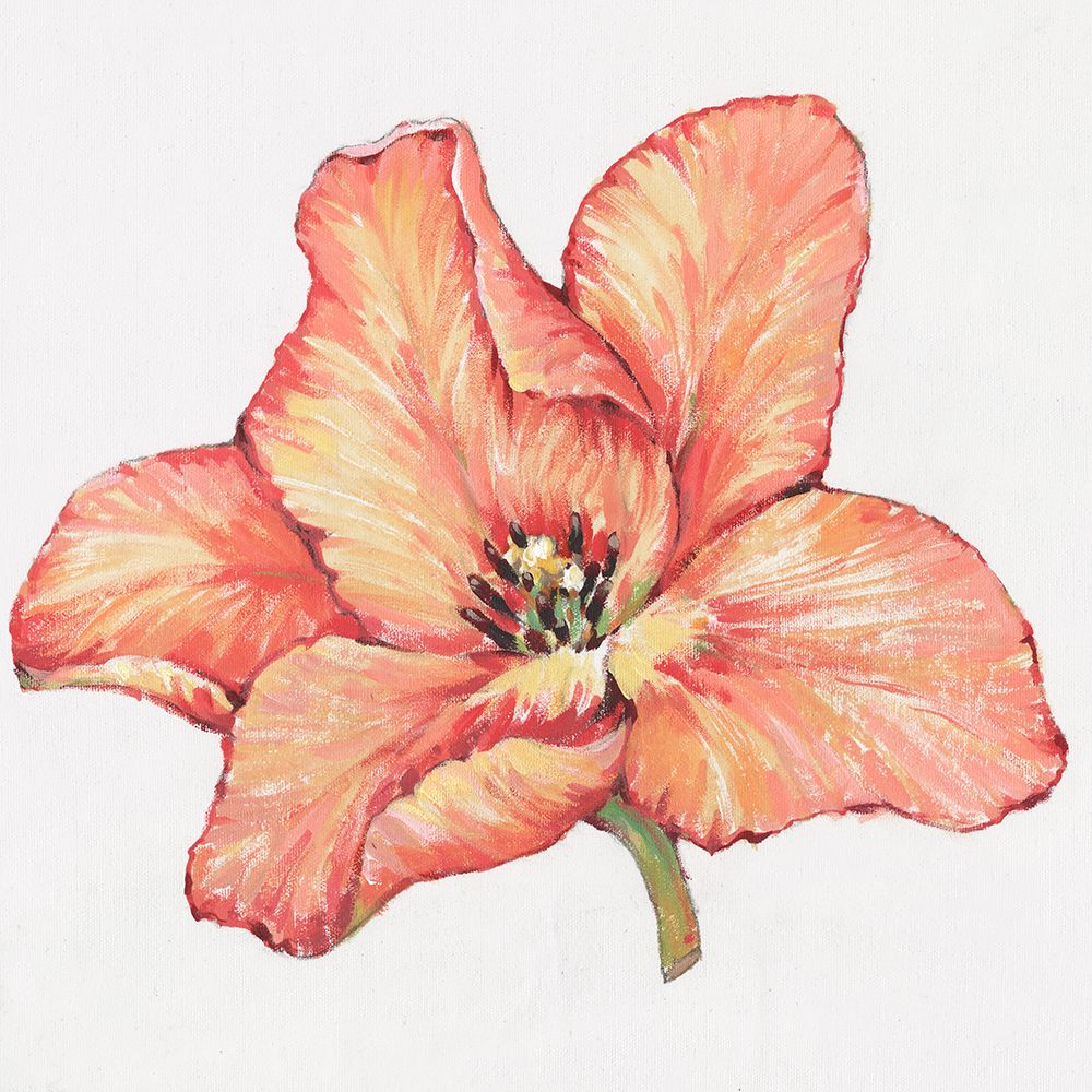 Wall Art Painting id:444321, Name: Spring Tulip Bloom II, Artist: OToole, Tim