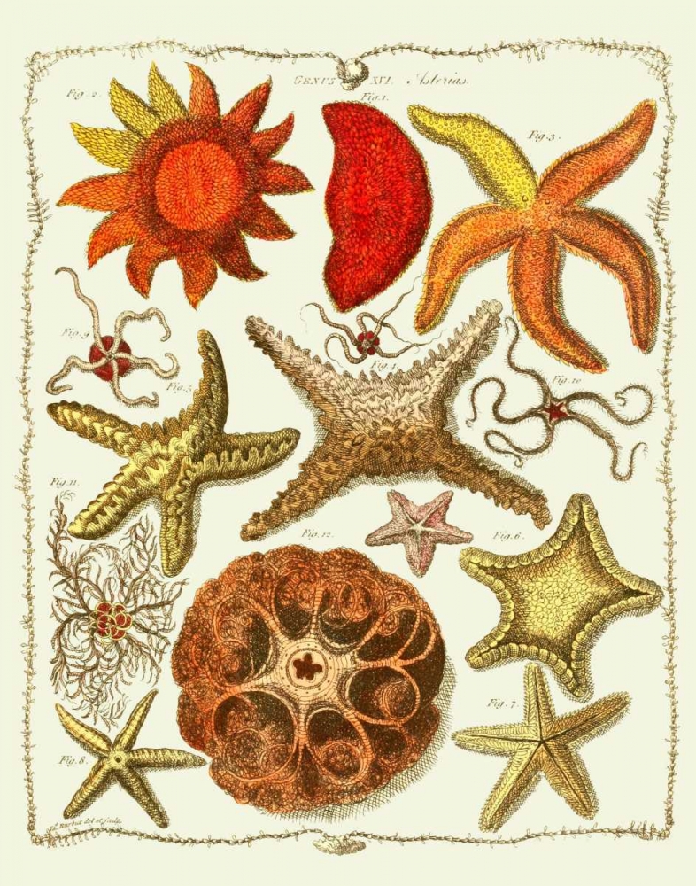 Wall Art Painting id:99022, Name: Starfish and Sea Urchins a, Artist: Fab Funky