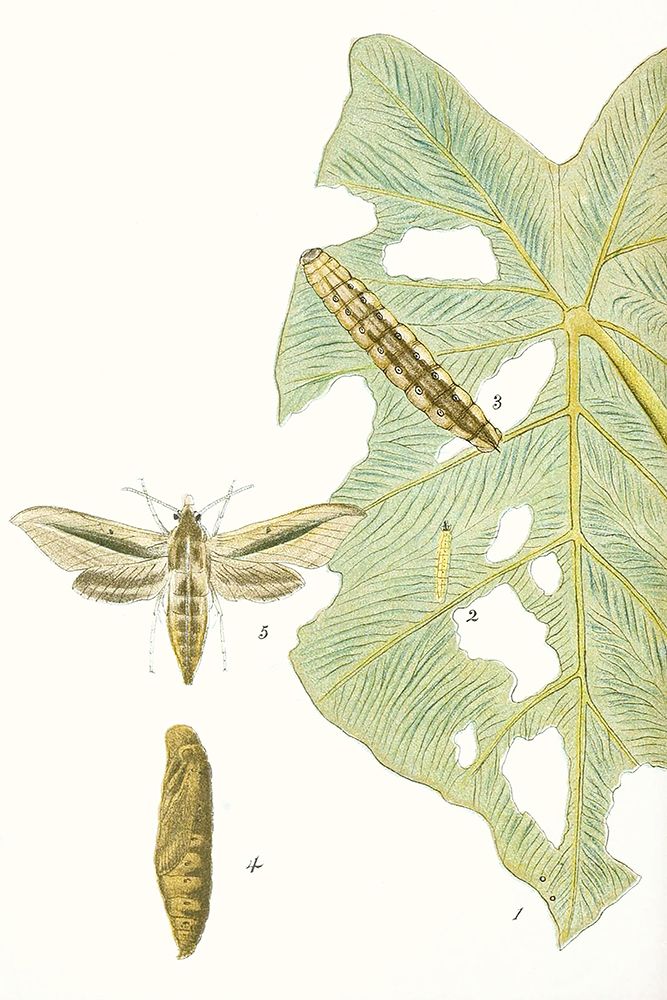 Art Print: Antique Butterflies and Leaves I