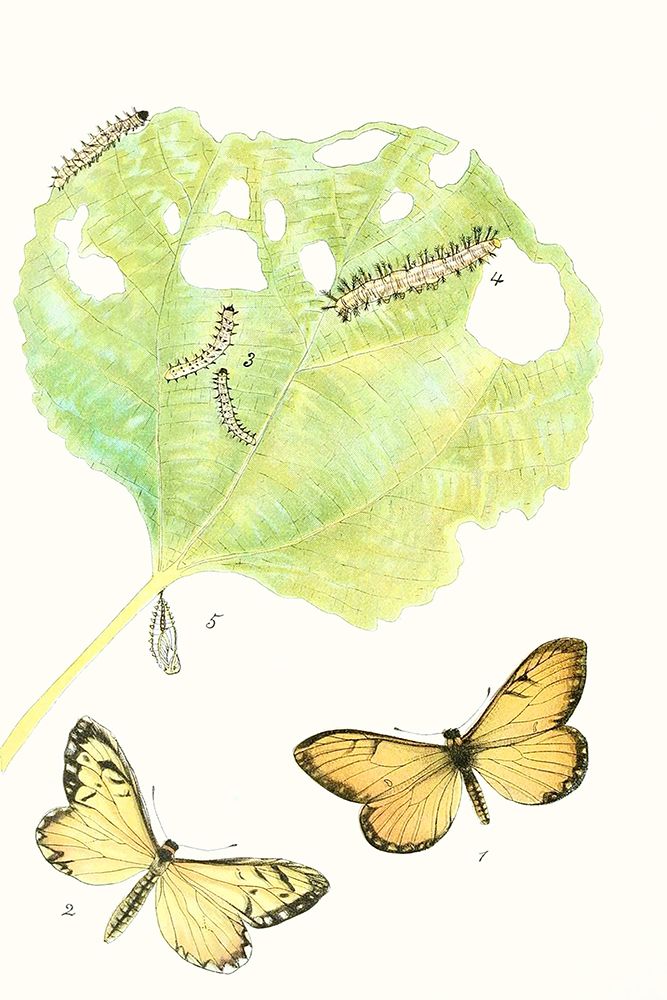 Art Print: Antique Butterflies and Leaves II
