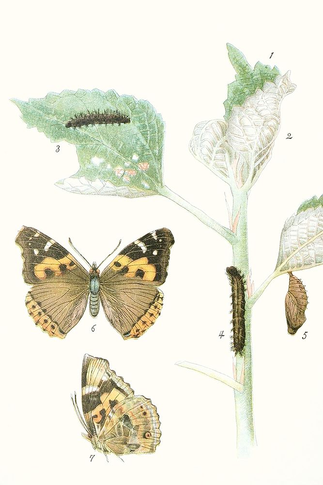 Art Print: Antique Butterflies and Leaves III