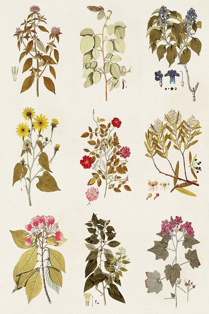Wall Art Painting id:476133, Name: Antique Floral Grid I, Artist: Vision Studio