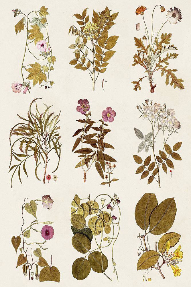 Wall Art Painting id:476134, Name: Antique Floral Grid II, Artist: Vision Studio