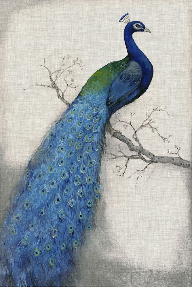 Wall Art Painting id:234424, Name: Peacock Blue I, Artist: OToole, Tim