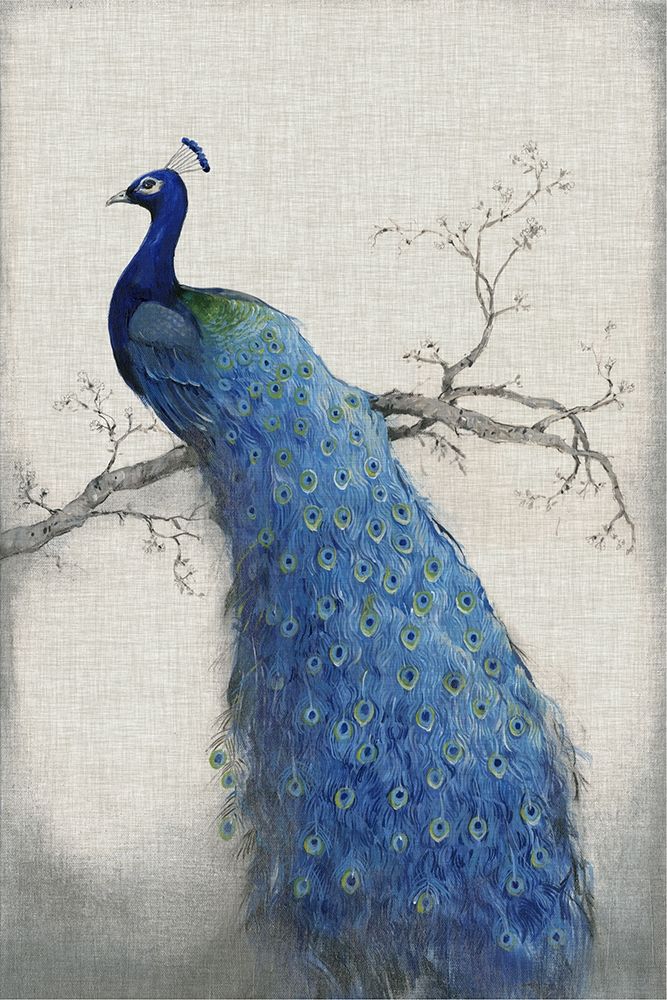 Wall Art Painting id:234425, Name: Peacock Blue II, Artist: OToole, Tim