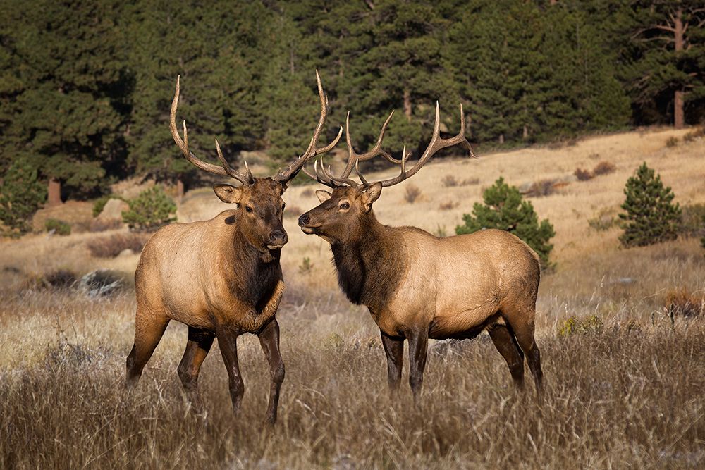 Wall Art Painting id:596830, Name: Two Elks II, Artist: Drost, David