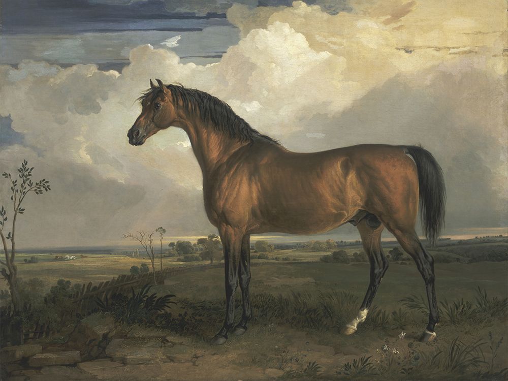 Wall Art Painting id:690202, Name: Wards Horse in Oil II, Artist: Ward, James