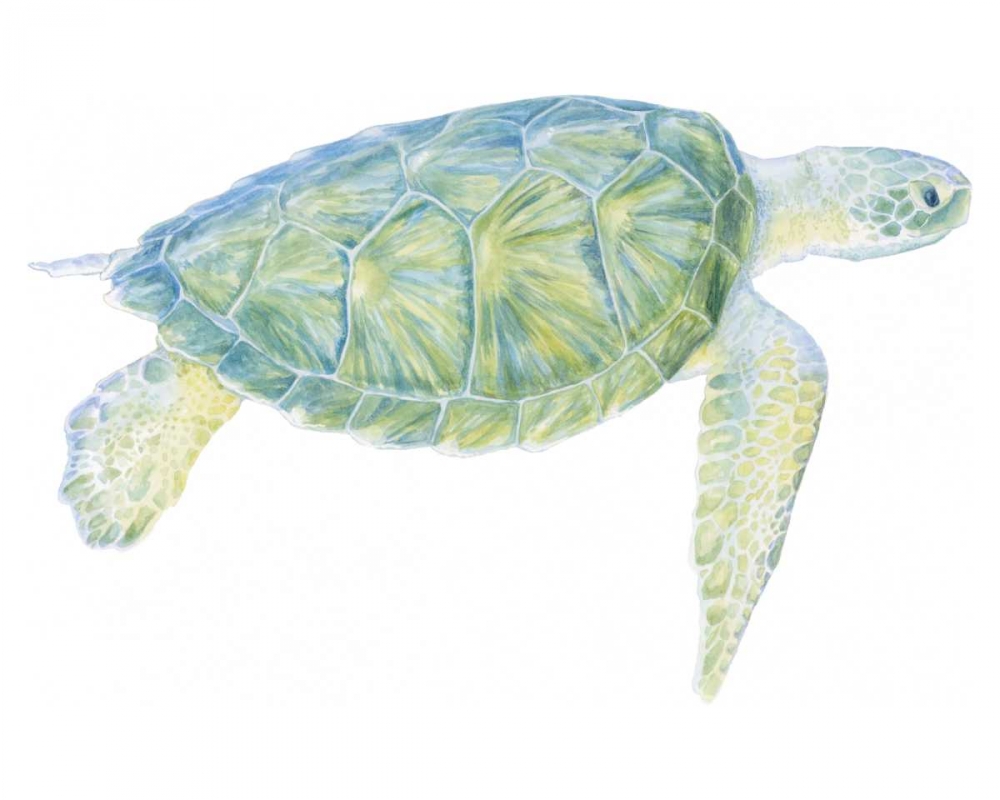 Wall Art Painting id:49629, Name: Tranquil Sea Turtle I, Artist: Meagher, Megan