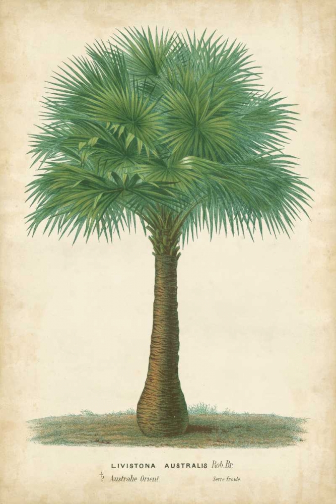 Wall Art Painting id:49651, Name: Palm of the Tropics I, Artist: Van Houtteano, Horto