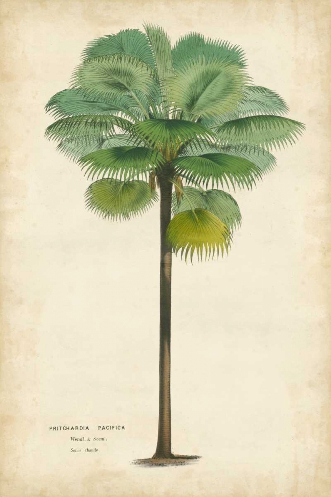 Wall Art Painting id:49652, Name: Palm of the Tropics II, Artist: Van Houtteano, Horto