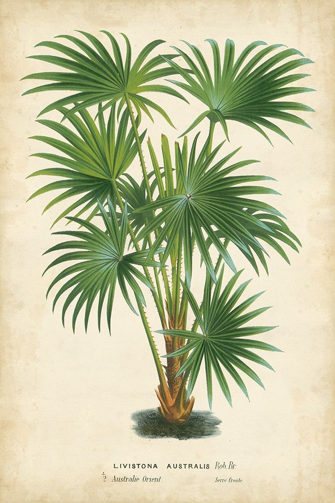 Wall Art Painting id:227357, Name: Palm of the Tropics IV, Artist: Van Houtteano, Horto