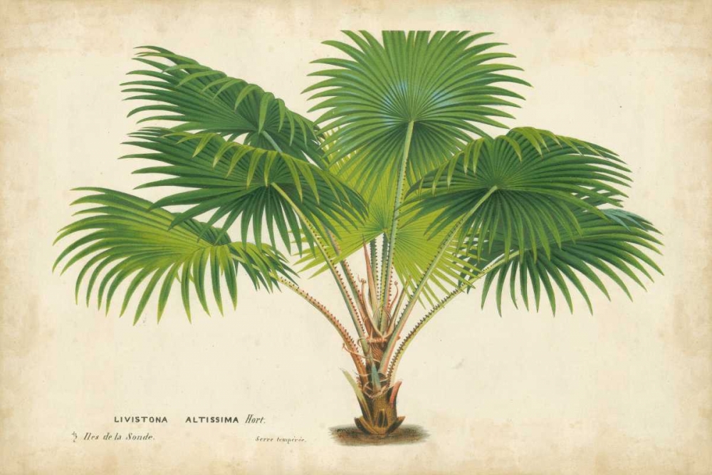 Wall Art Painting id:34330, Name: Palm of the Tropics V, Artist: Van Houtteano, Horto