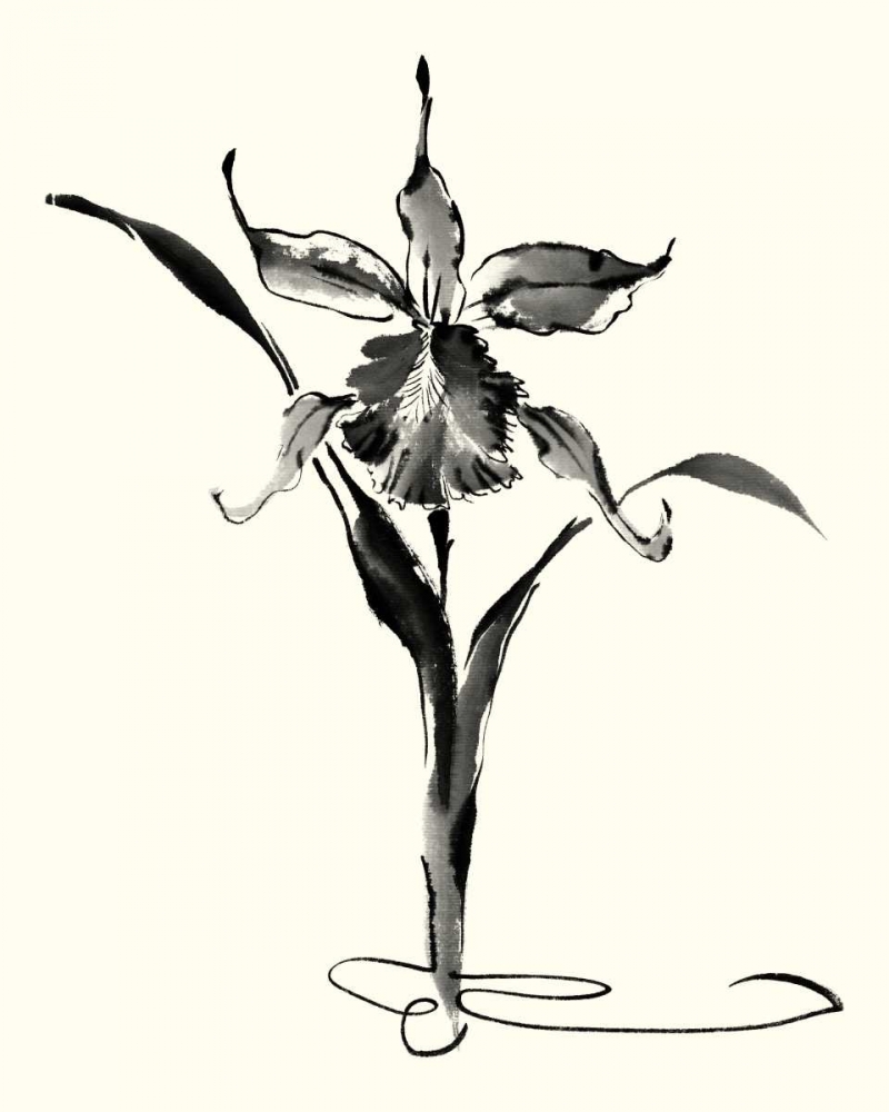 Wall Art Painting id:34480, Name: Studies in Ink - Cattleya, Artist: Rae, Nan