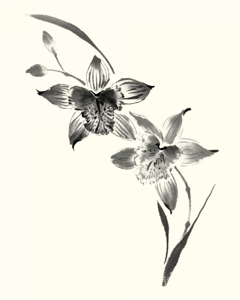 Wall Art Painting id:34482, Name: Studies in Ink - Cymbidium, Artist: Rae, Nan