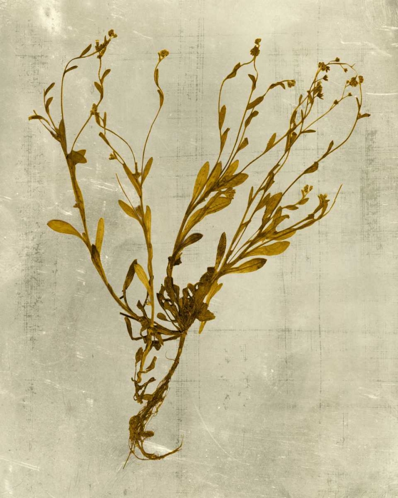 Wall Art Painting id:34494, Name: Impressions in Mustard, Artist: Vision Studio