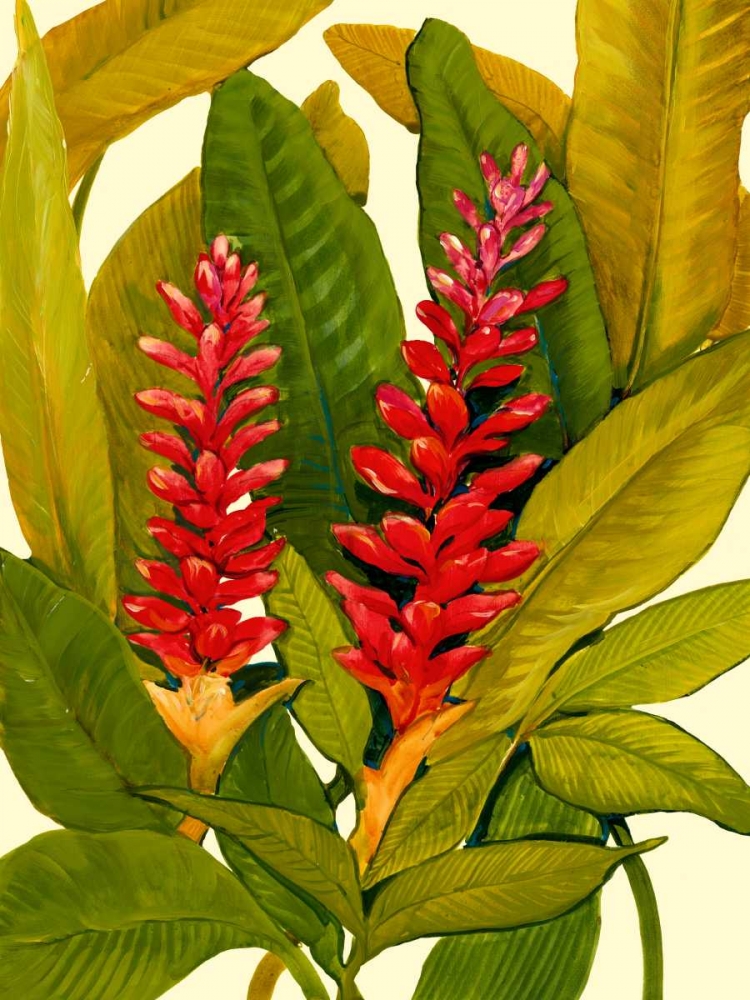 Wall Art Painting id:42377, Name: Tropical Red Ginger, Artist: OToole, Tim