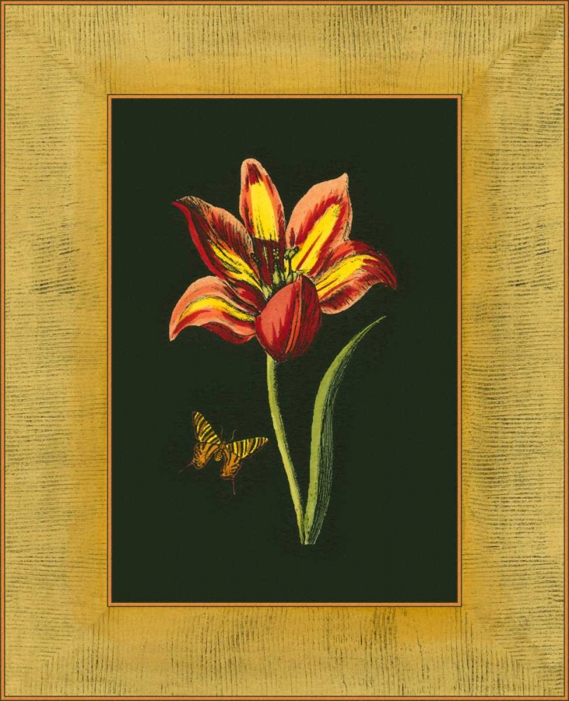 Wall Art Painting id:38230, Name: Tulip in Frame I, Artist: Unknown