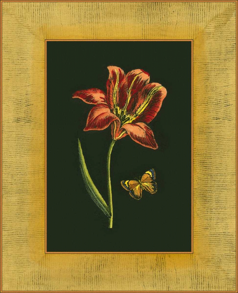 Wall Art Painting id:38231, Name: Tulip in Frame II, Artist: Unknown