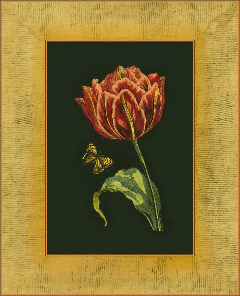 Wall Art Painting id:38232, Name: Tulip in Frame III, Artist: Unknown