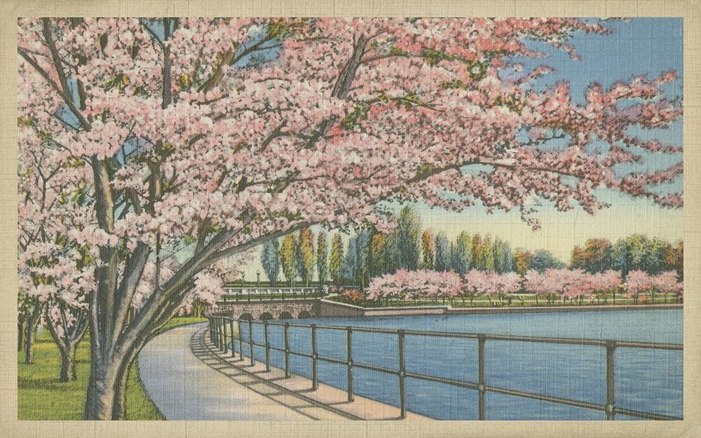 Wall Art Painting id:235759, Name: Cherry Blossoms, Potomac Park, Artist: Unknown