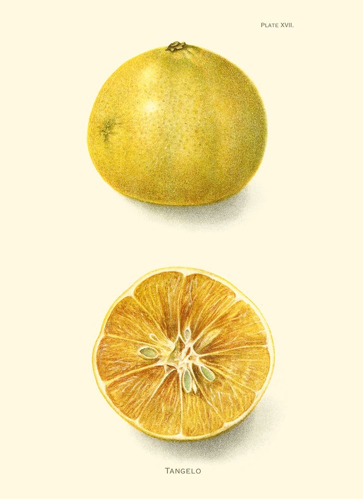 Wall Art Painting id:411023, Name: Tangelo, Artist: Unknown