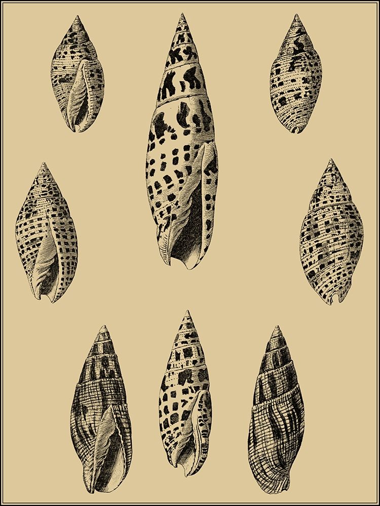 Wall Art Painting id:247681, Name: Shells on Khaki IV, Artist: Diderot, Denis