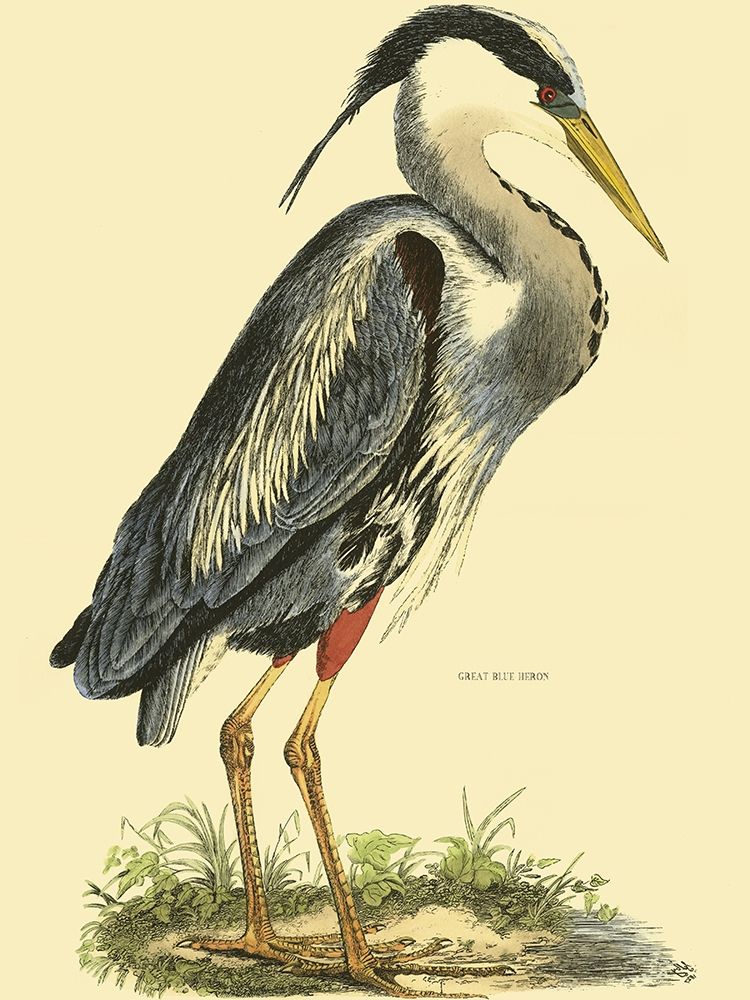 Wall Art Painting id:236386, Name: Small Great Blue Heron, Artist: Selby, John