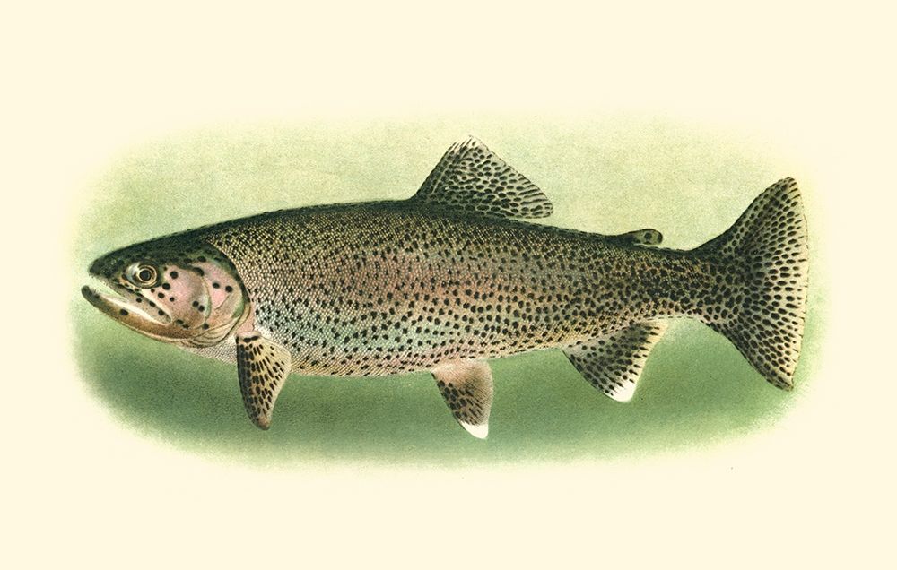 Wall Art Painting id:254753, Name: River Trout I, Artist: Unknown