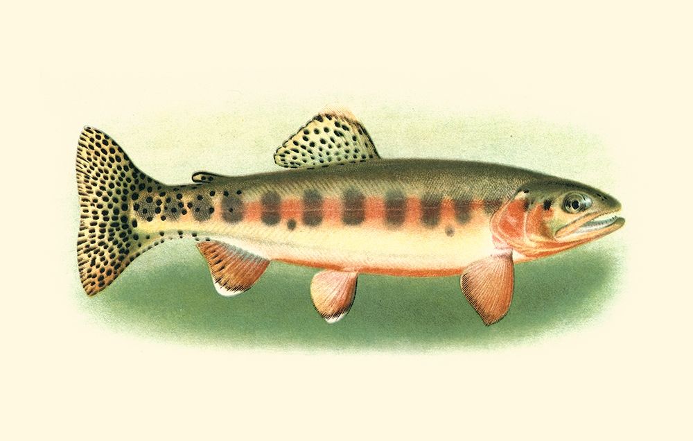 Wall Art Painting id:254754, Name: River Trout II, Artist: Unknown