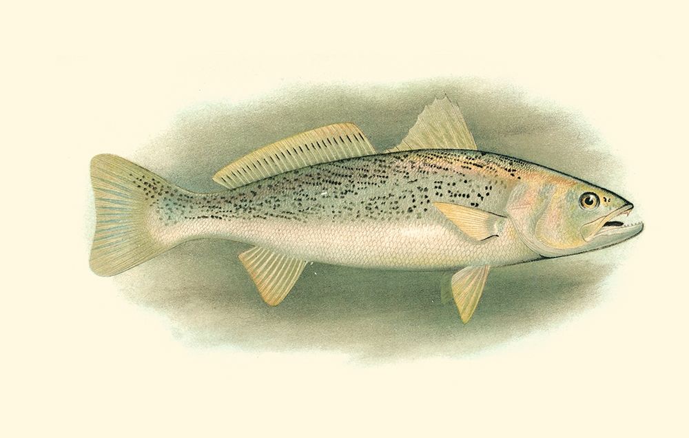 Wall Art Painting id:254755, Name: River Trout IV, Artist: Unknown