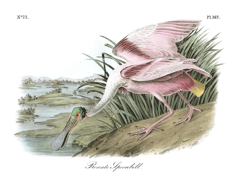 Wall Art Painting id:201657, Name: Roseate Spoonbill, Artist: Audubon, John James