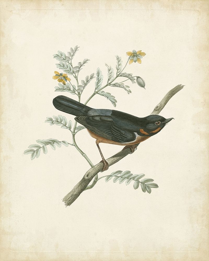 Wall Art Painting id:226902, Name: Delicate Birds III, Artist: Unknown