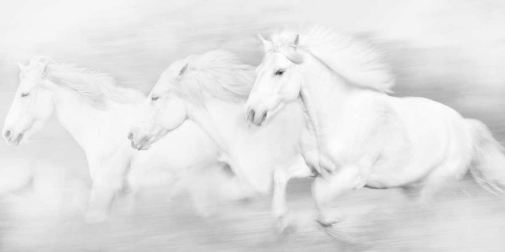Wall Art Painting id:38344, Name: All the White Horses, Artist: PHBurchett