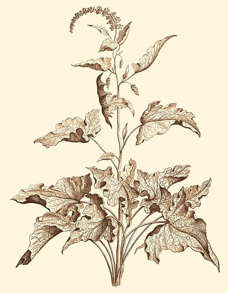 Wall Art Painting id:255673, Name: Sepia Munting Foliage II, Artist: Munting, Abraham