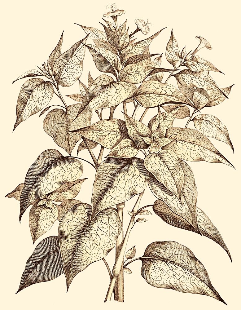 Wall Art Painting id:255674, Name: Sepia Munting Foliage III, Artist: Munting, Abraham