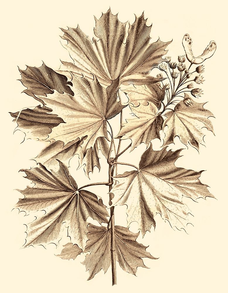 Wall Art Painting id:255676, Name: Sepia Munting Foliage V, Artist: Munting, Abraham