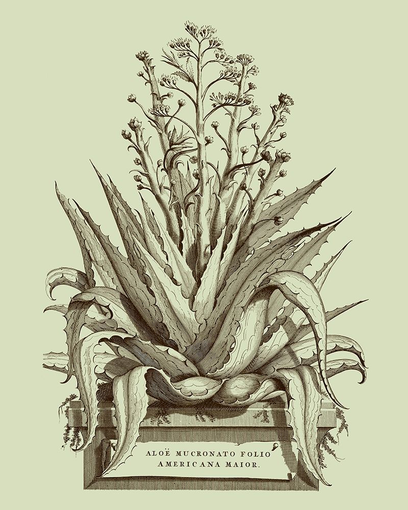 Wall Art Painting id:212576, Name: Vintage Aloe IV, Artist: Munting, Abraham