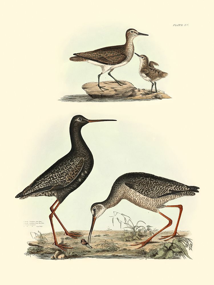 Wall Art Painting id:459871, Name: Selby Sandpipers I, Artist: Selby, John