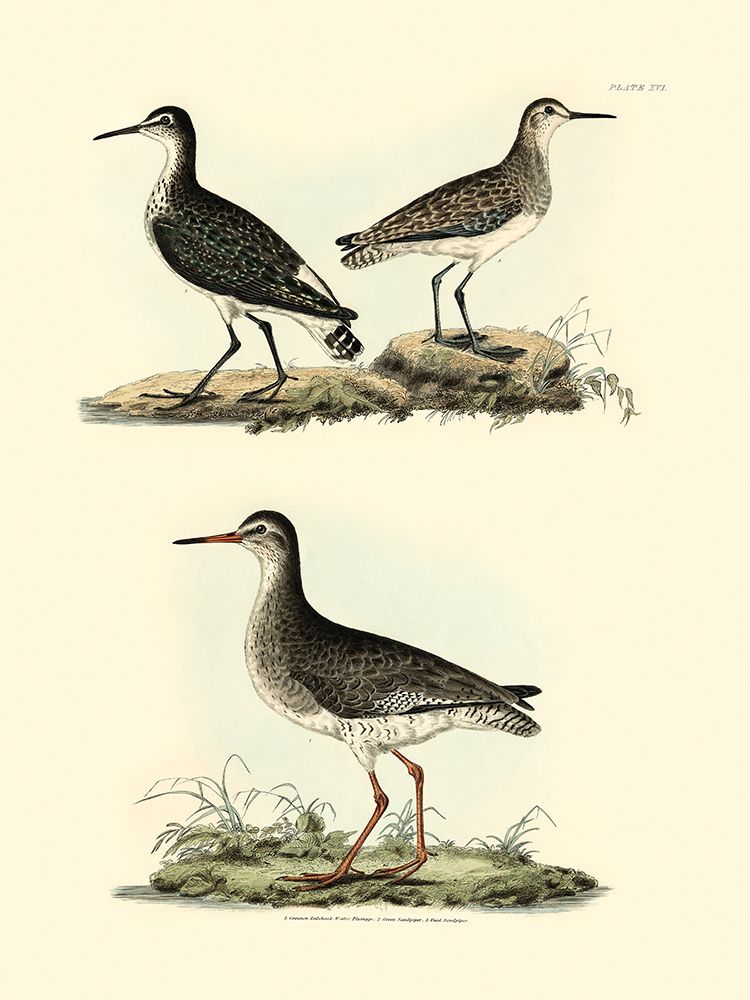 Wall Art Painting id:459870, Name: Selby Sandpipers II, Artist: Selby, John