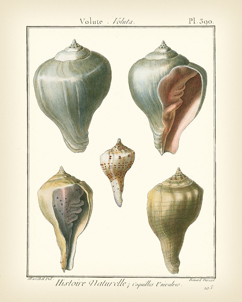 Wall Art Painting id:560969, Name: Volute Shells  Pl.390, Artist: Diderot, Denis