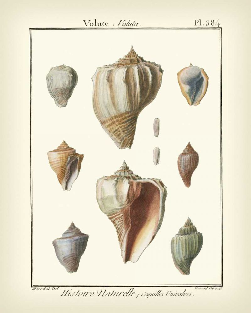 Wall Art Painting id:236837, Name: Volute Shells, Pl.384, Artist: Diderot, Denis